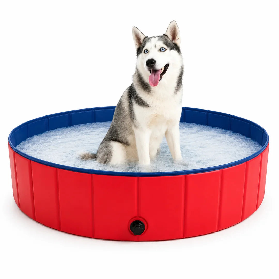 Siberian Husky sitting inside a bright red Petifo foldable dog swimming pool with water.