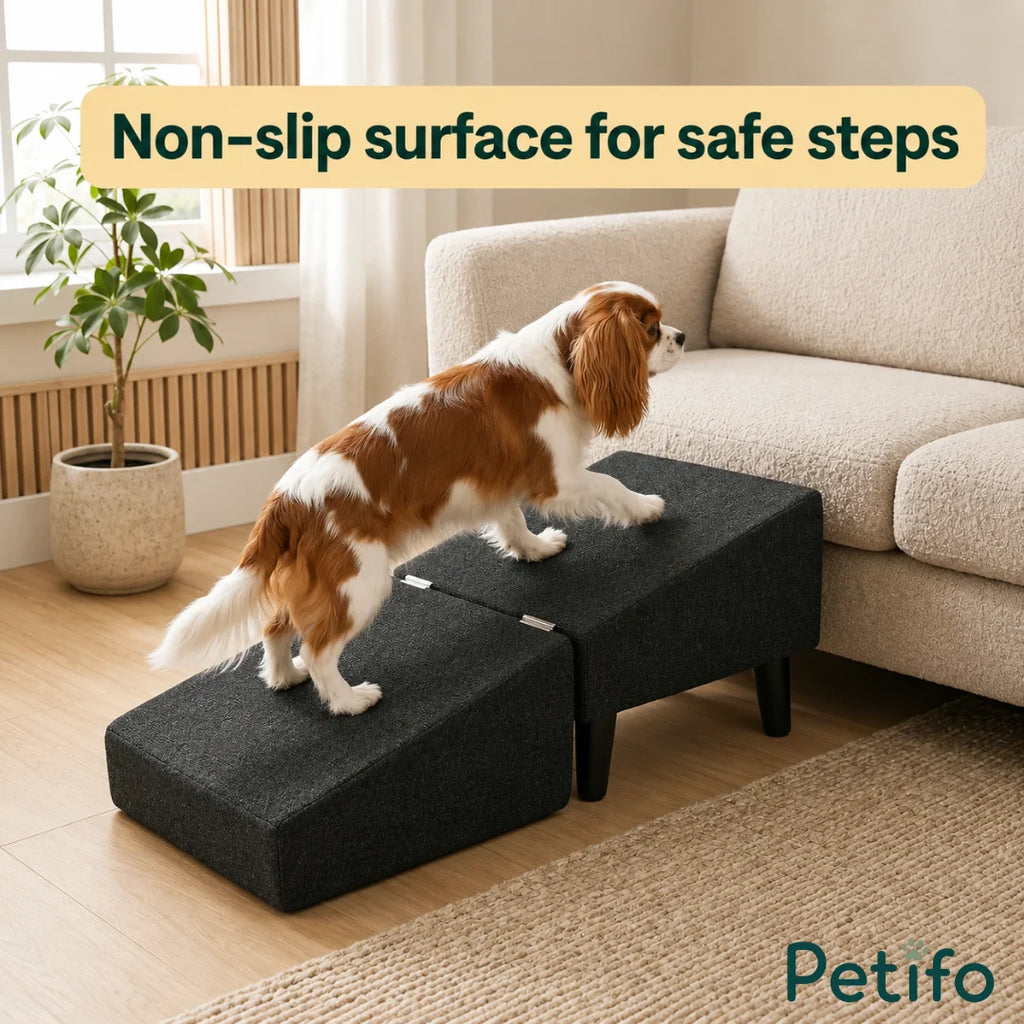 A Cavalier King Charles Spaniel walking up the dark grey expanded pet ramp positioned next to a couch.