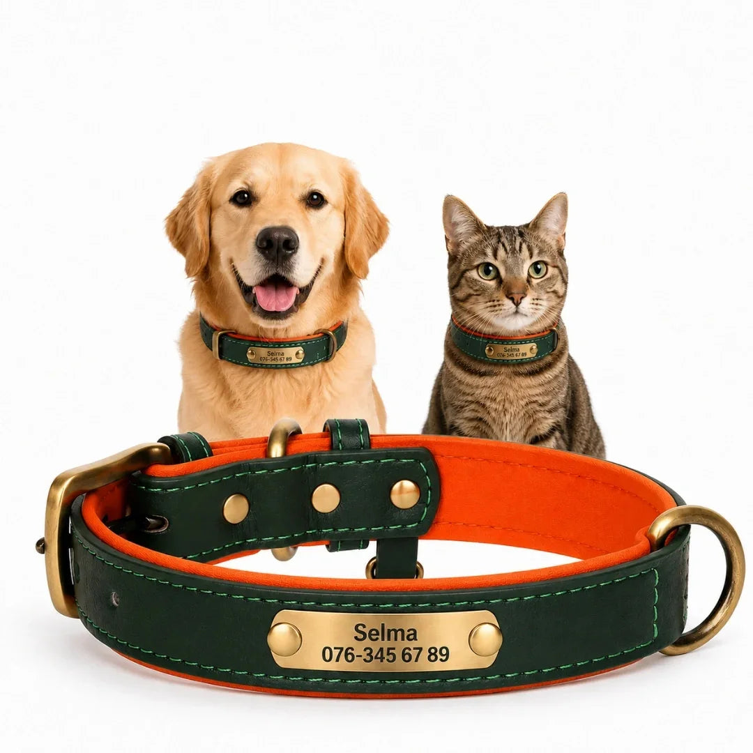 Golden retriever and tabby cat posing behind a green-and-orange leather collar with a customized brass nameplate reading "Selma".
