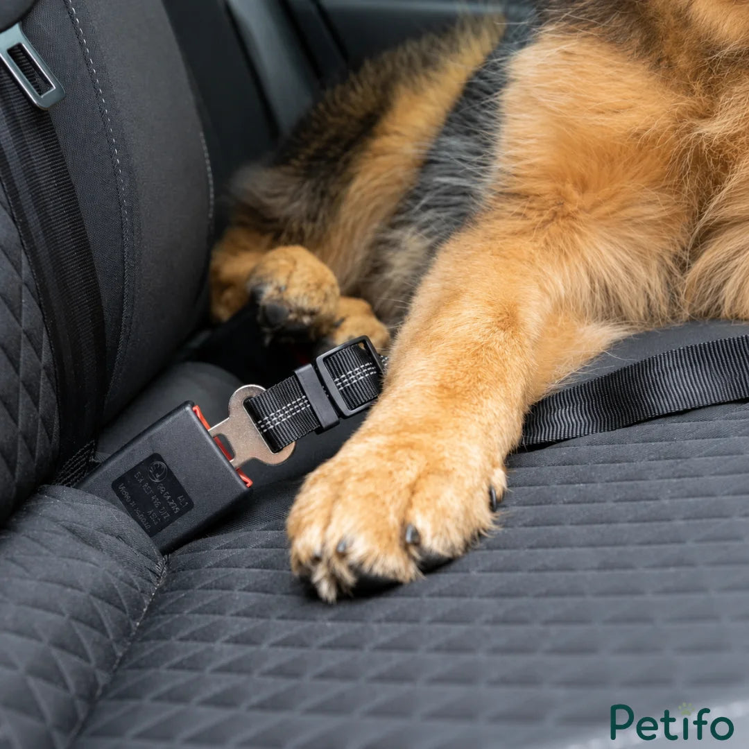 Close-up of a dog's paw resting on a car seat next to a securely clicked pet seat belt buckle.