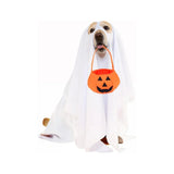 Halloweenkostuum met pompoenmandje voor honden