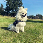 Detixy Dog Harness size xs on small dog